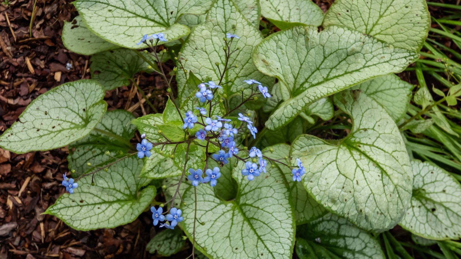 A close-up shot of a small composition of dainty blue flowers alongside their large heart-shaped leaf, showcasing perennial groundcover