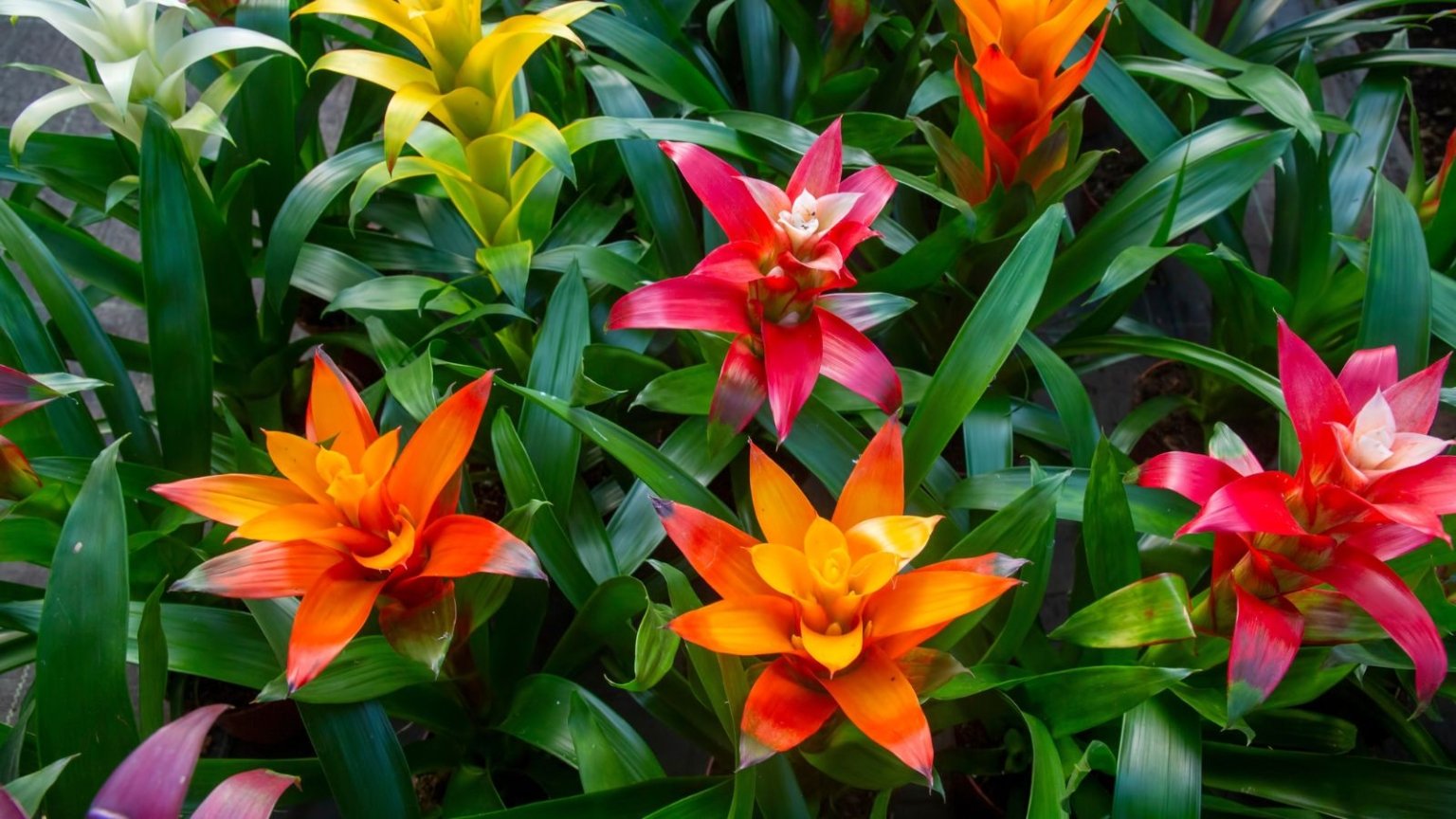 How to Plant, Grow, and Care for Guzmania