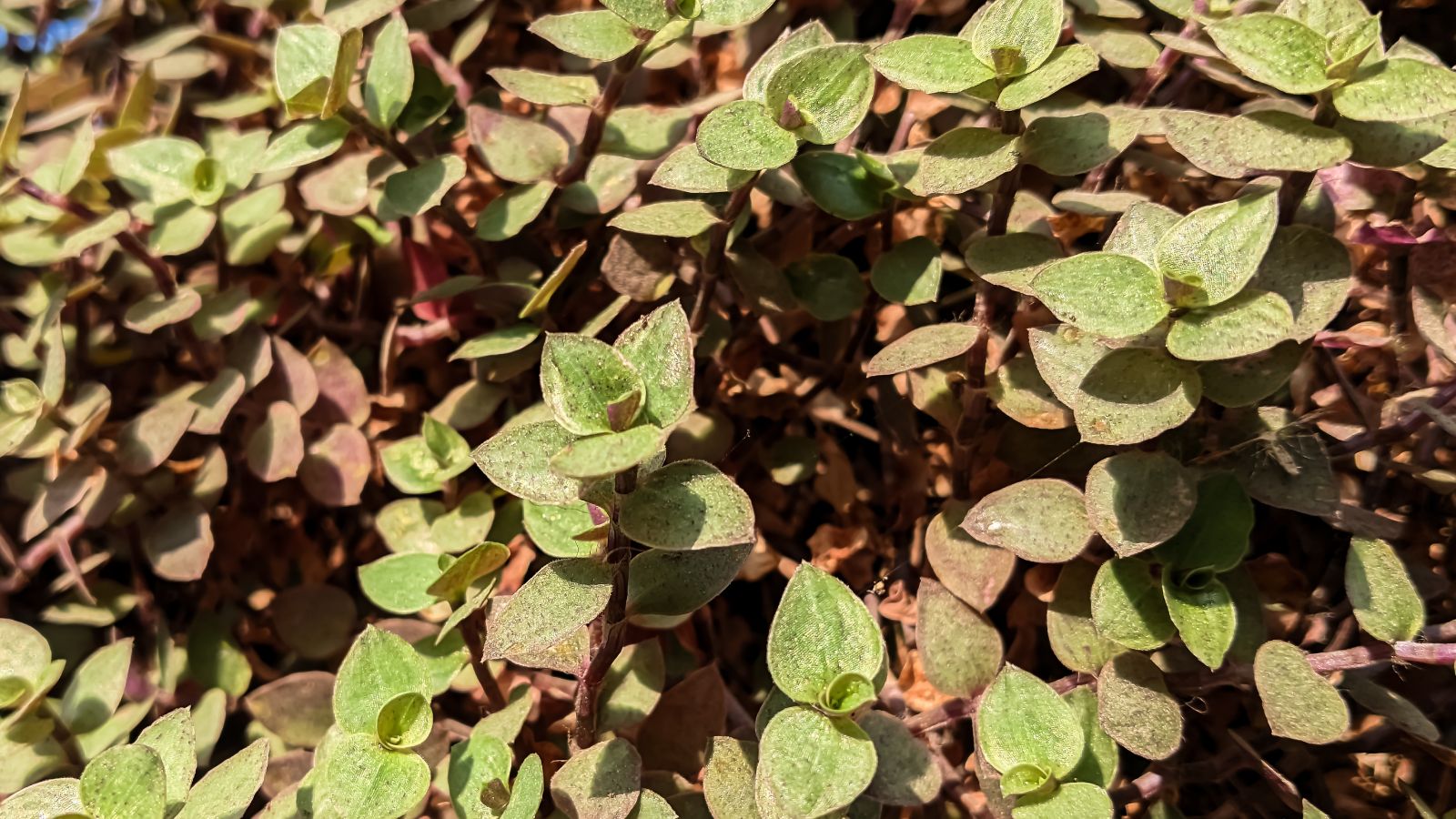 A close-up shot of discolored leaves of a plant