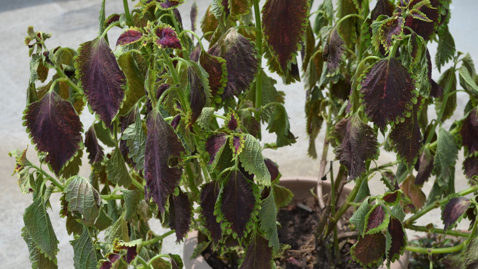 A close-up shot of drooping leaves of a plant that showcases coleus problems