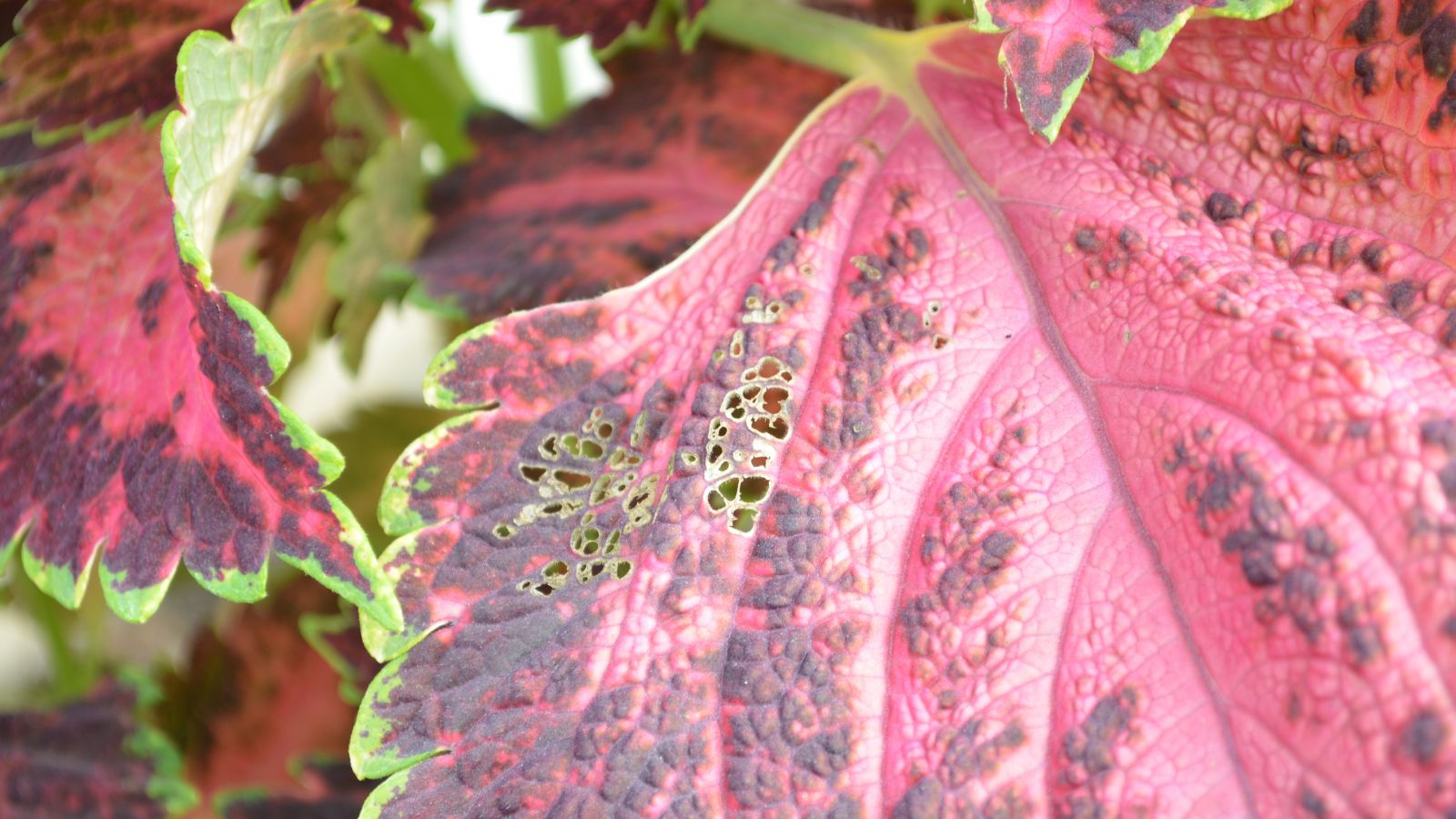 A close-up shot of red colored leaves with small holes placed in a well lit area outdoors