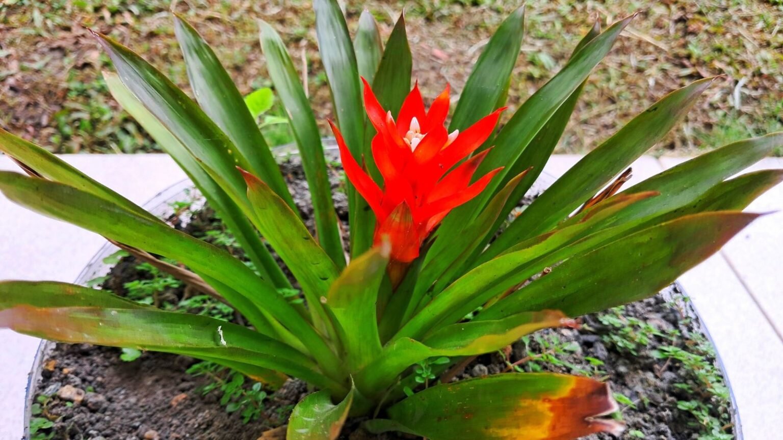 How to Plant, Grow, and Care for Guzmania