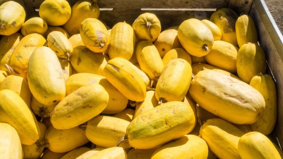 Spaghetti Squash Near Me – Your Local Source for Nutritious Goodness