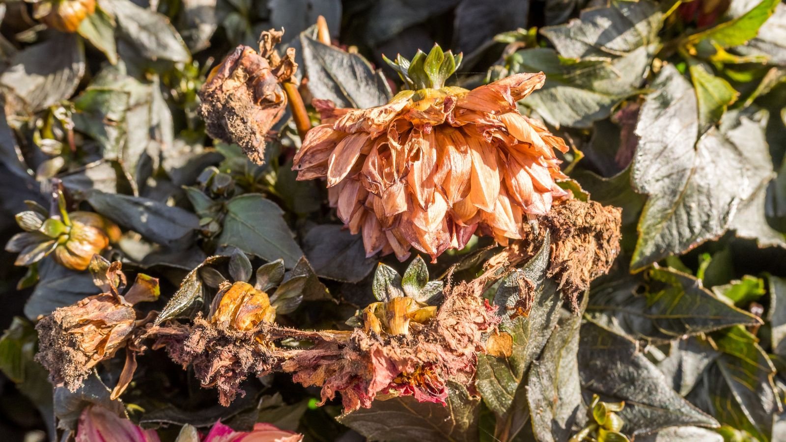 A shot of decaying flowers all situated in a bright sunlit area outdoors