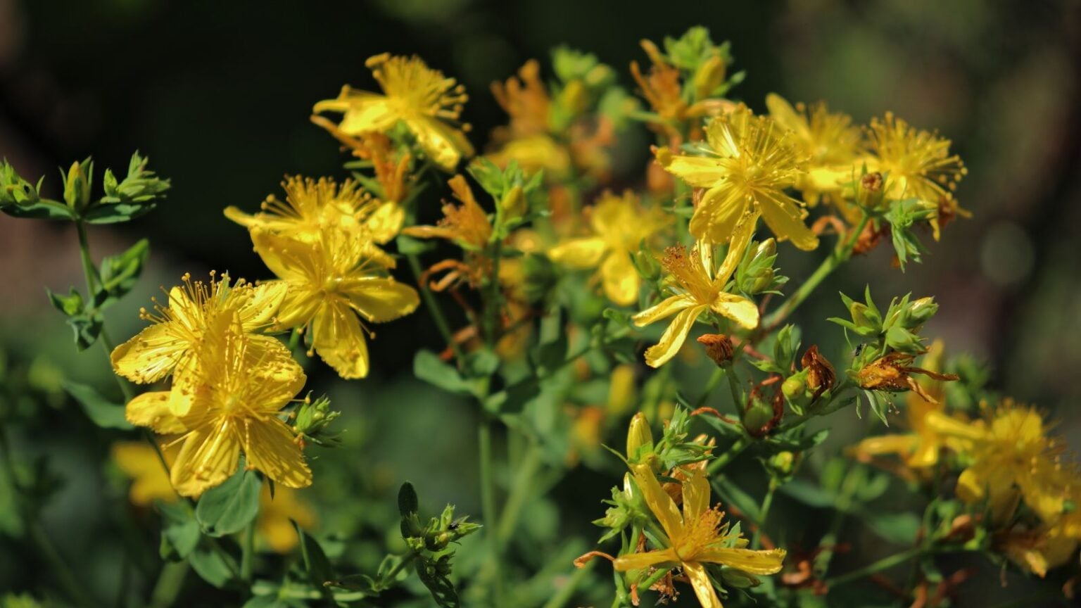 How to Plant, Grow, and Care for St John’s wort