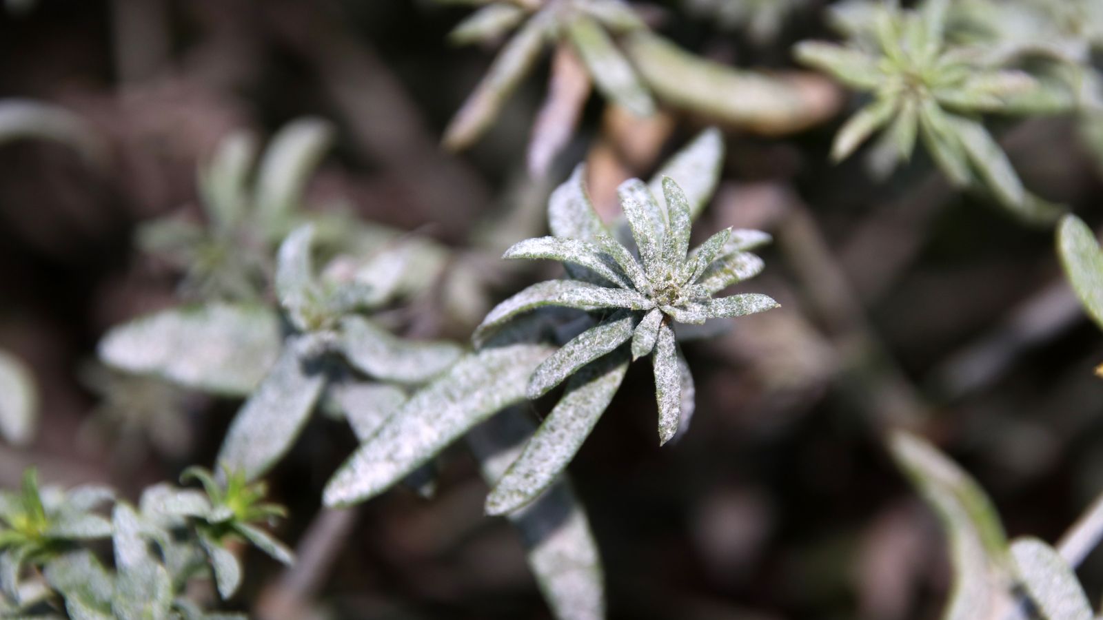 A shot of seedlings of a flower affected with powdery mildew in a well lit area outdoors