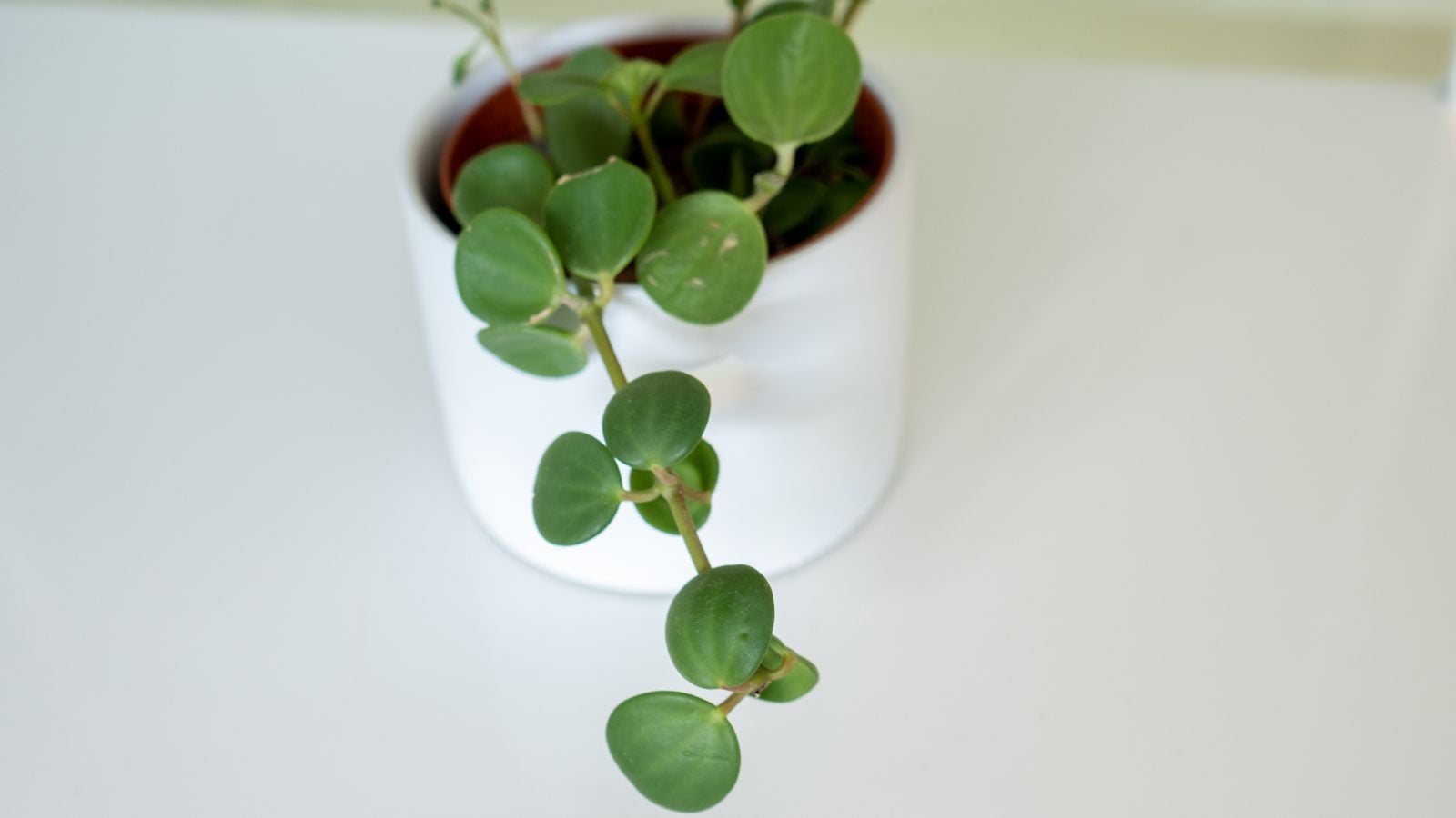 A young Peperomia plant with round green leaves, placed in dark brown soil in a white pot on a white table