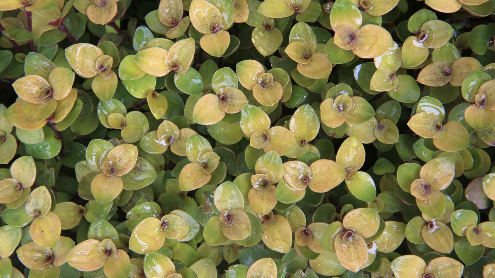 An overhead and close-up shot of slimy leaves of a plant