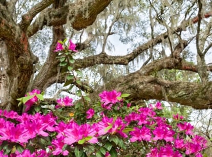Flower planting under oak trees, having many vivid pink blooms on the base of an oak tree