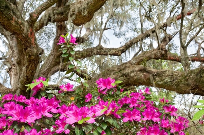 Flower planting under oak trees, having many vivid pink blooms on the base of an oak tree