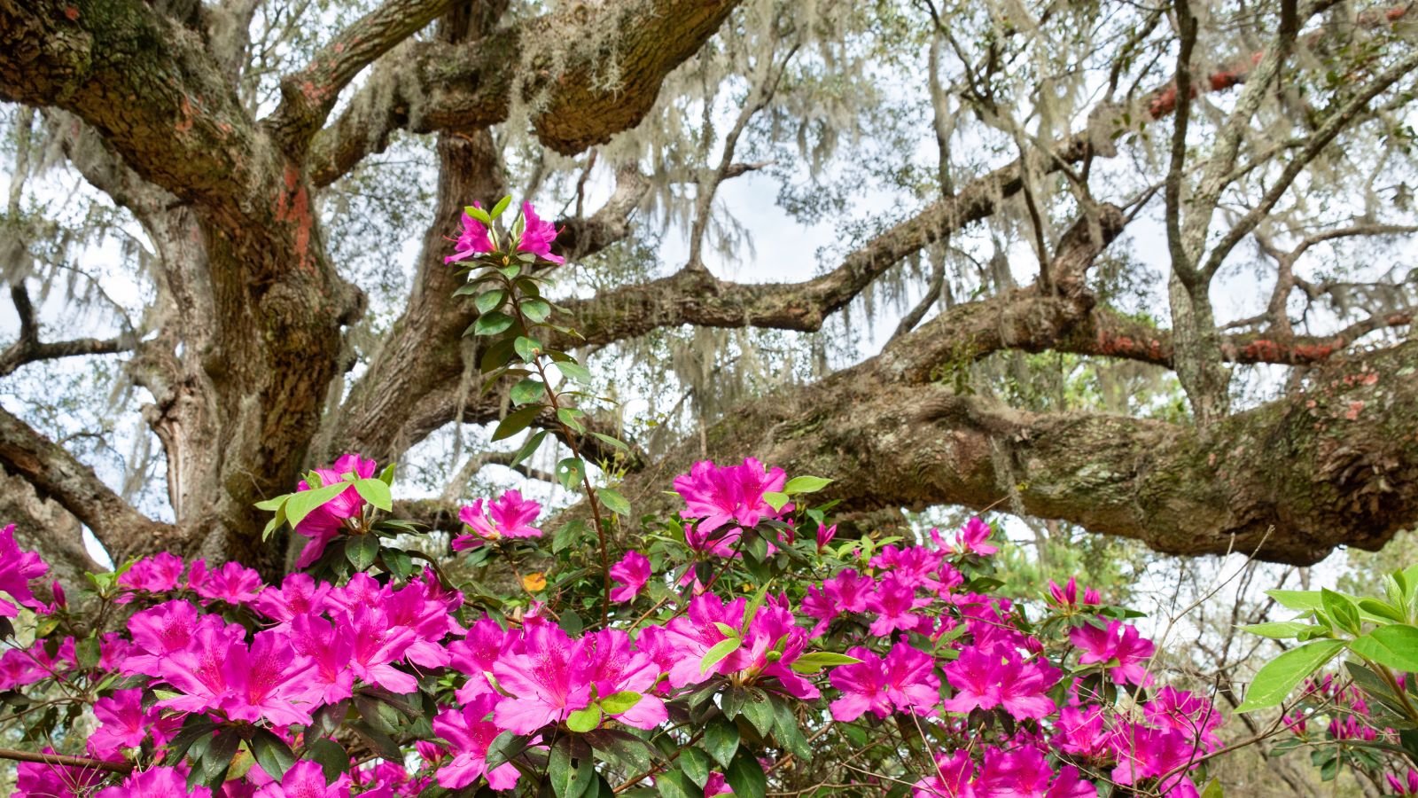 Flower planting under oak trees, having many vivid pink blooms on the base of an oak tree