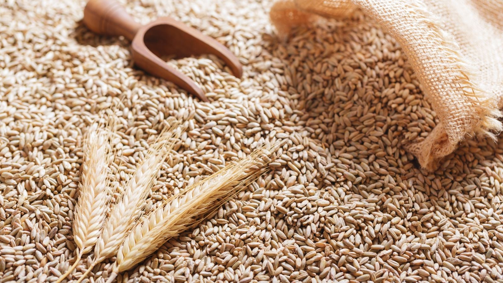 Harvested Secale cereale placed in a pile, with a sack tipped over and spilling pieces with a wooden scooper laying on the pile