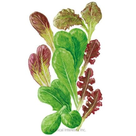 Market Day Lettuce Mesclun Baby Greens Seeds