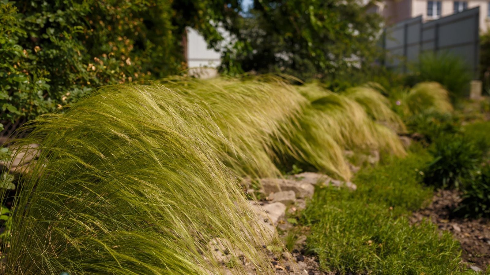 An area covered in Nassella pulchra appearing to have lovely forms with green and cream foliage