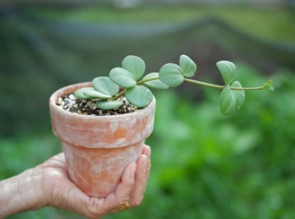A potted Peperomia hope held in the air by a person using their bare hand, with other greens looking blurry in the background