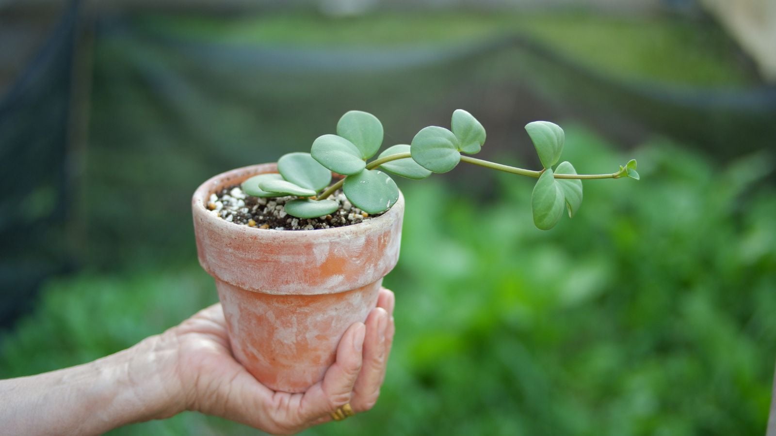 A potted Peperomia hope held in the air by a person using their bare hand, with other greens looking blurry in the background