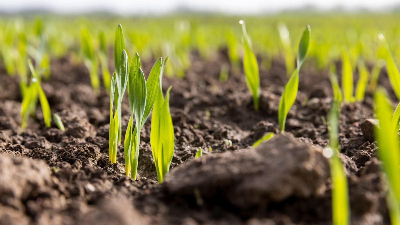 An closeup shot of Secale cereale sprouts popping out of dark brown soil under warm sunlight
