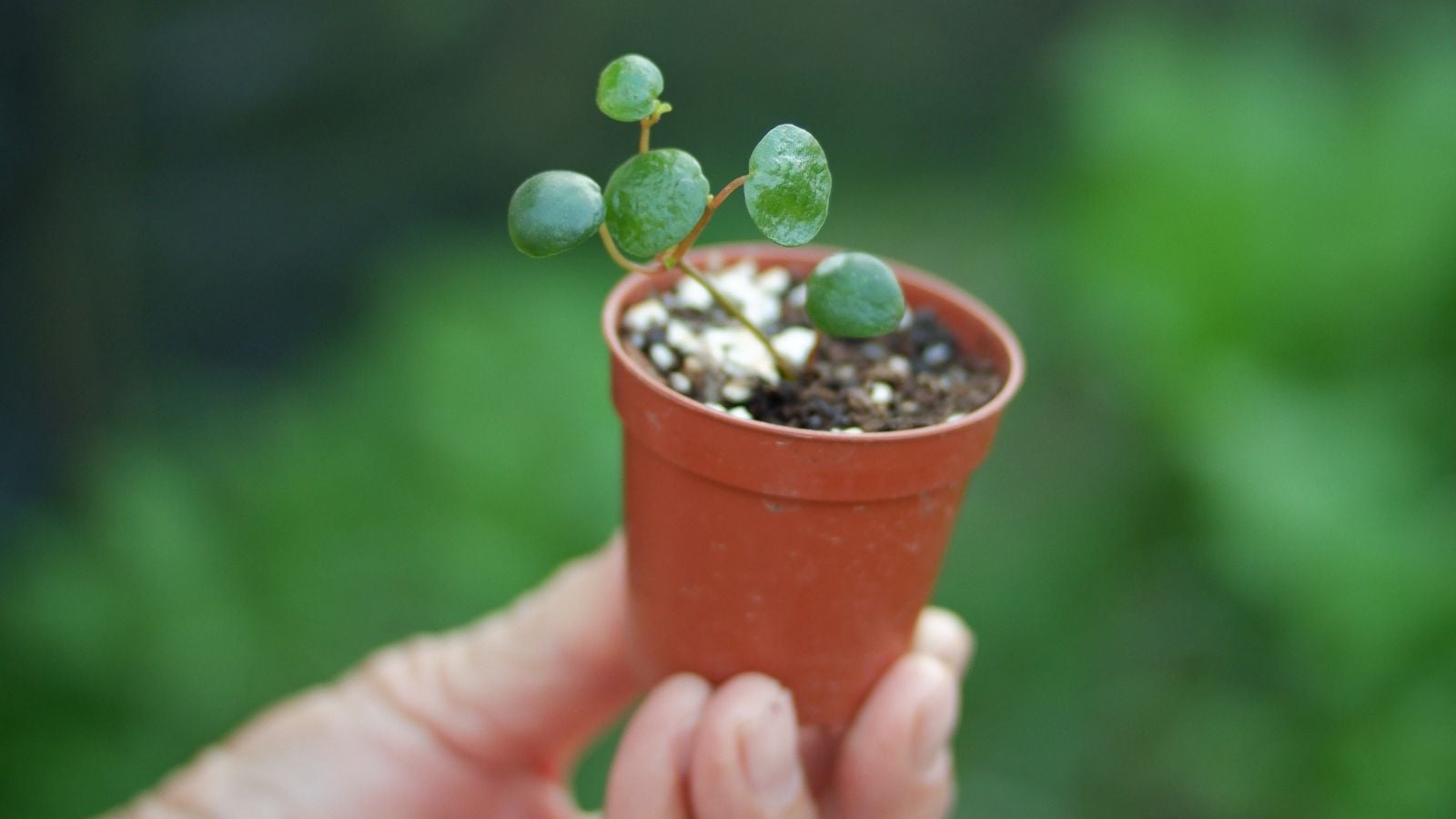 Stem cuttings of a Peperomia hope, placed in a small brown pot filled with dark brown soil with greens in the background