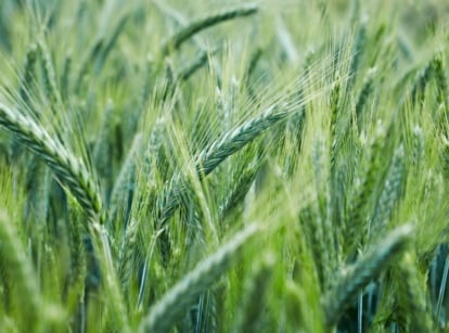 A close uo shot of rye cover crop appearing to have a lovely green color that looks almost blue under sunlight