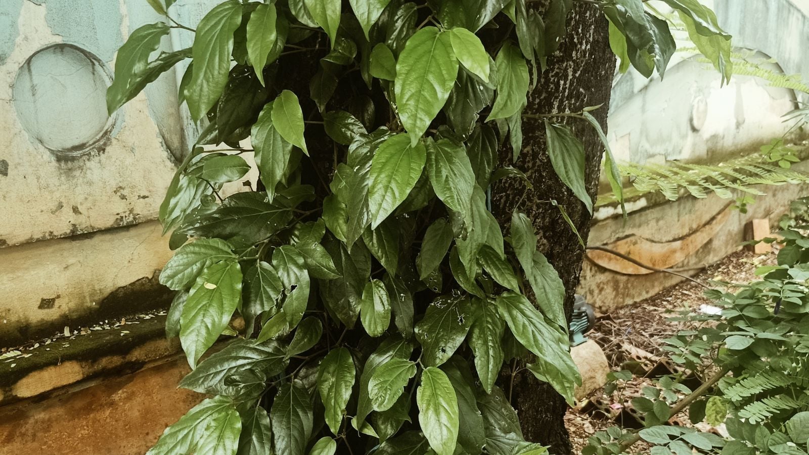A Piper nigrum plant in the shade, appearing to have green and waxy leaves stuck to a thick trunk