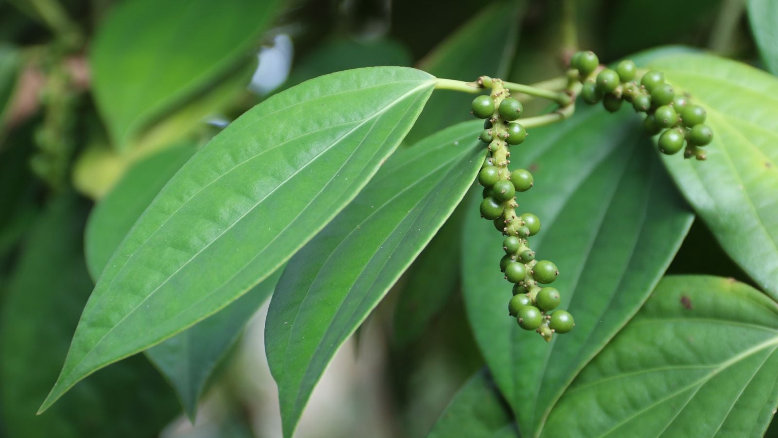 A Piper nigrum plant with a cluster of green fruits surrounded by broad green leaves