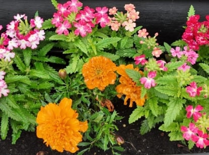 A close-up and overhead shot of orange flowers, alongside multi-colored blooms and green foliage, showcasing marigold companion plants