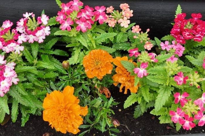 A close-up and overhead shot of orange flowers, alongside multi-colored blooms and green foliage, showcasing marigold companion plants