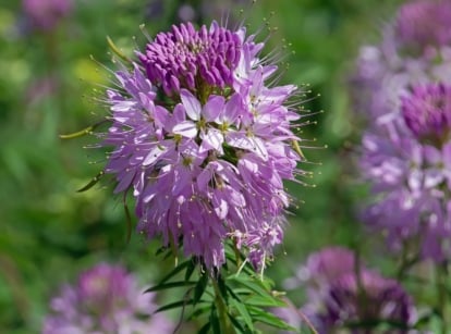 A close-up shot a purple colored flower and its unique looking petals, showcasing the Rocky Mountain bee plant