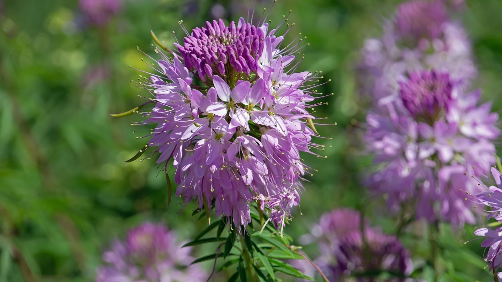 A close-up shot a purple colored flower and its unique looking petals, showcasing the Rocky Mountain bee plant