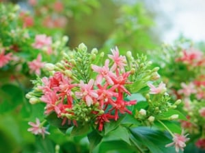 A close-up shot of a composition of clusters of pink and red colored clusters of flowers, alongside green foliage, showcasing texas perennial plants