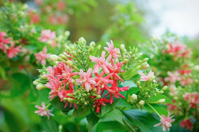 A close-up shot of a composition of clusters of pink and red colored clusters of flowers, alongside green foliage, showcasing texas perennial plants