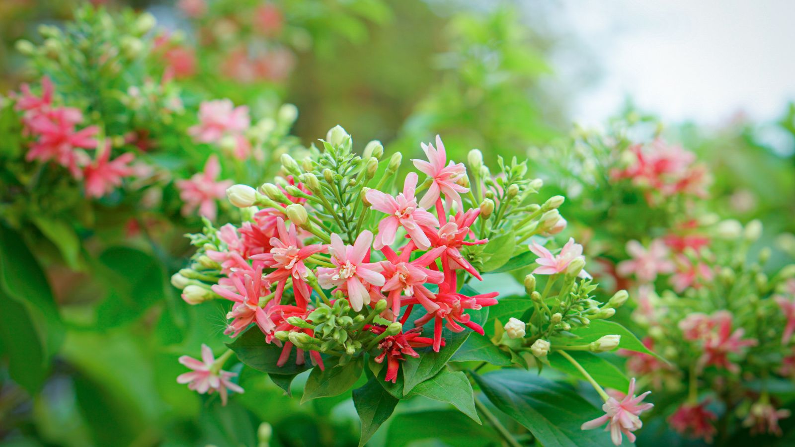 31 Perennial Plants for Texas Garden Spaces, image size:1600x900