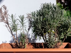 A close-up shot of a composition of potted wilting flower leaves, showcasing why lavender flowers are not blooming