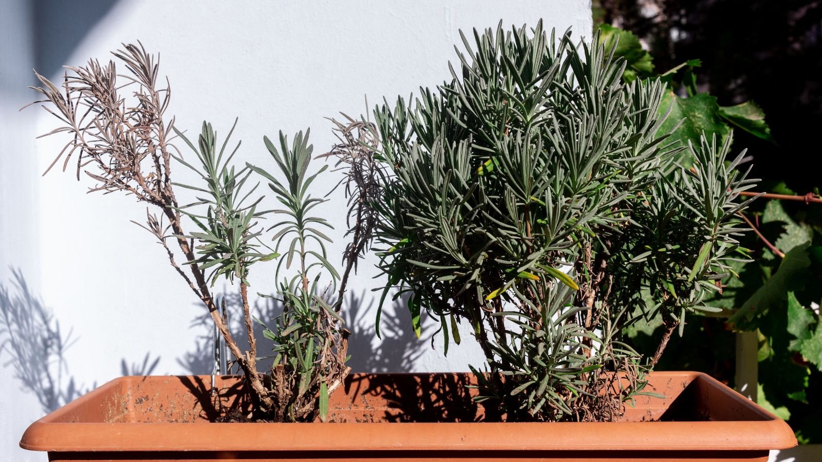 A close-up shot of a composition of potted wilting flower leaves, showcasing why lavender flowers are not blooming