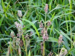 A close-up shot of a composition of wilted flower heads of a plant, showcasing salvia problems