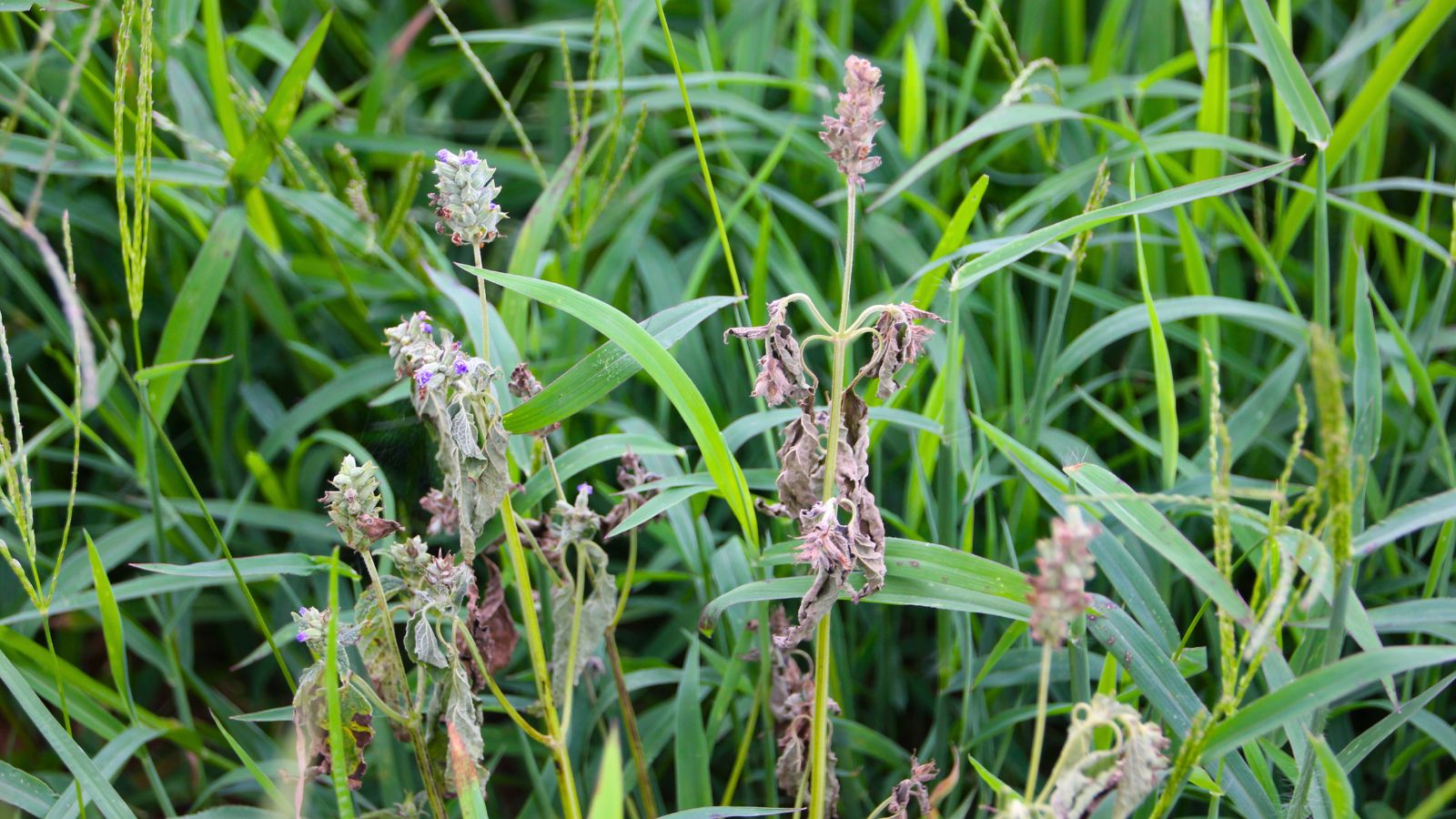 A close-up shot of a composition of wilted flower heads of a plant, showcasing salvia problems