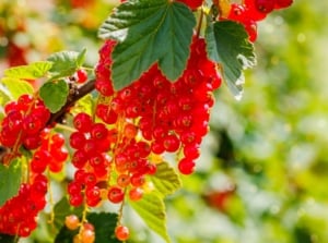A close-up shot of a large cluster of vibrant red, round, fruits, dangling from woody branches, showcasing currants