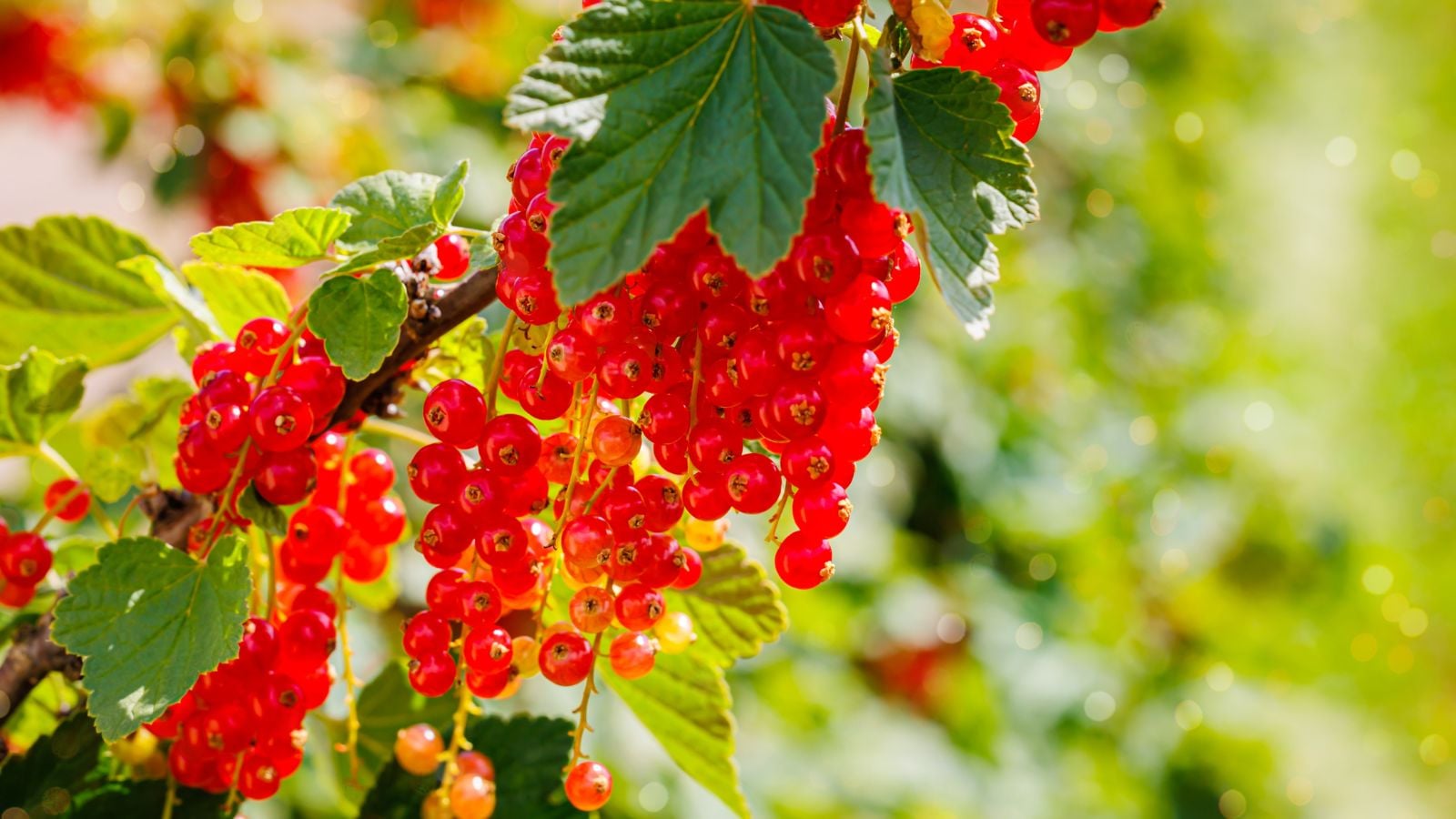 A close-up shot of a large cluster of vibrant red, round, fruits, dangling from woody branches, showcasing currants