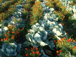 A close-up shot of a large composition of intercropped plants of leafy greens alongside vibrant flowers, showcasing cabbage companion plants