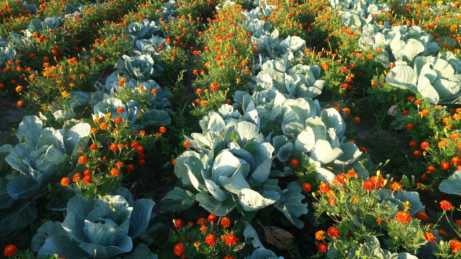 A close-up shot of a large composition of intercropped plants of leafy greens alongside vibrant flowers, showcasing cabbage companion plants