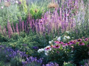 A close-up shot of a large composition of various flowers and other foliage, all situated in a well lit area outdoors and is showcasing lavender companion plants