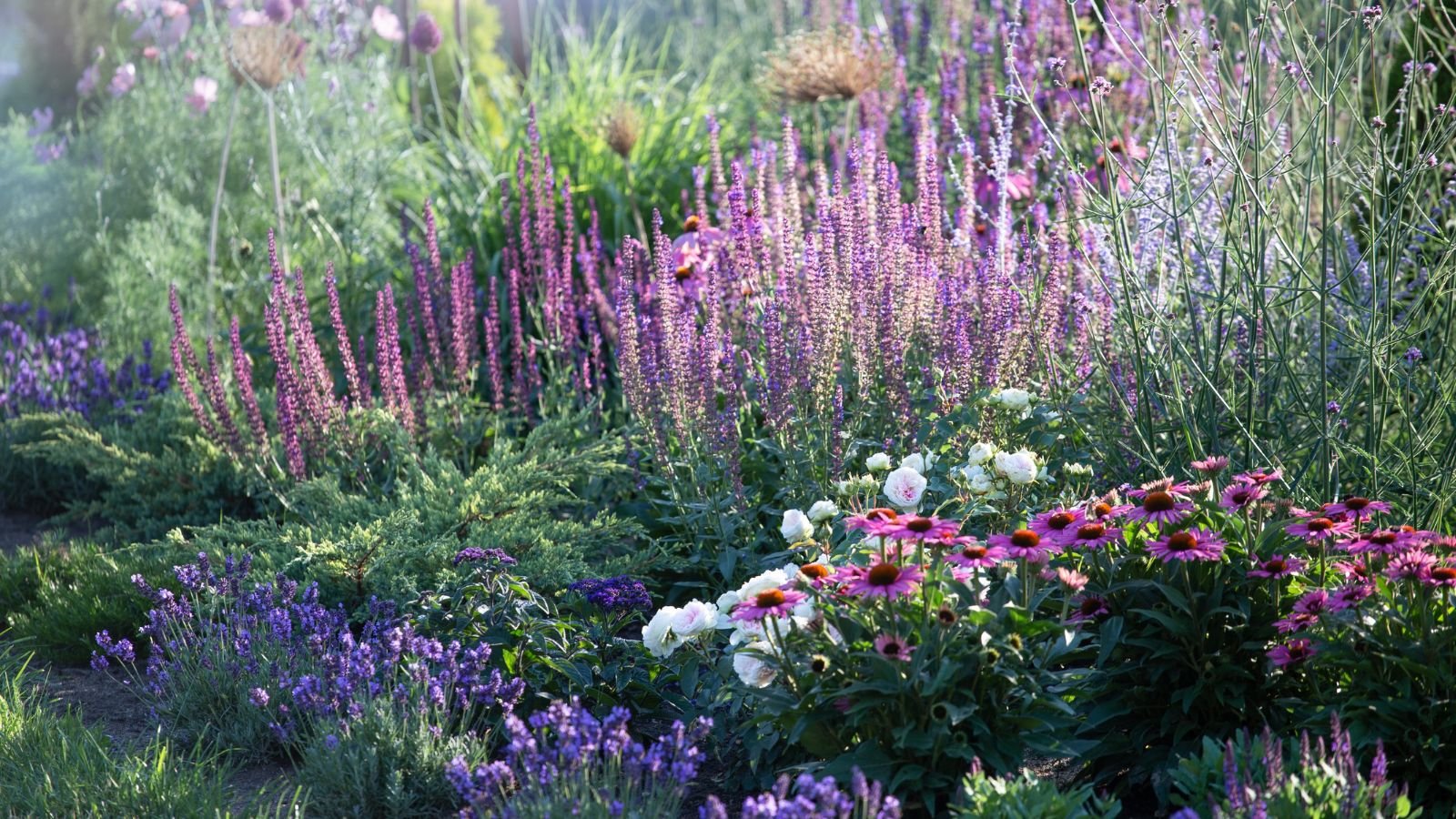 A close-up shot of a large composition of various flowers and other foliage, all situated in a well lit area outdoors and is showcasing lavender companion plants