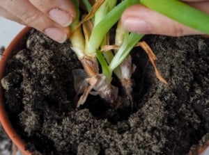 A close-up shot of a person holding a potted houseplant, showcasing sever signs of aloe root rot