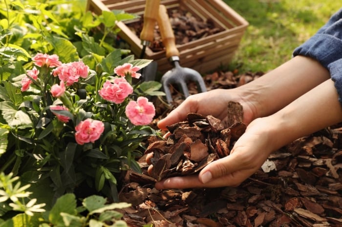 A close-up shot of a person's hand holding a pile of wood bark and in the process of placing on developing plants, showcasing the different types of mulches
