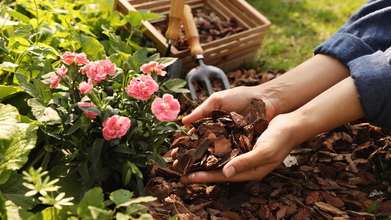 A close-up shot of a person's hand holding a pile of wood bark and in the process of placing on developing plants, showcasing the different types of mulches