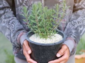 A close-up shot of a person's hand holding a small black pot with a developing aromatic plant, showcasing why the lavender is not blooming