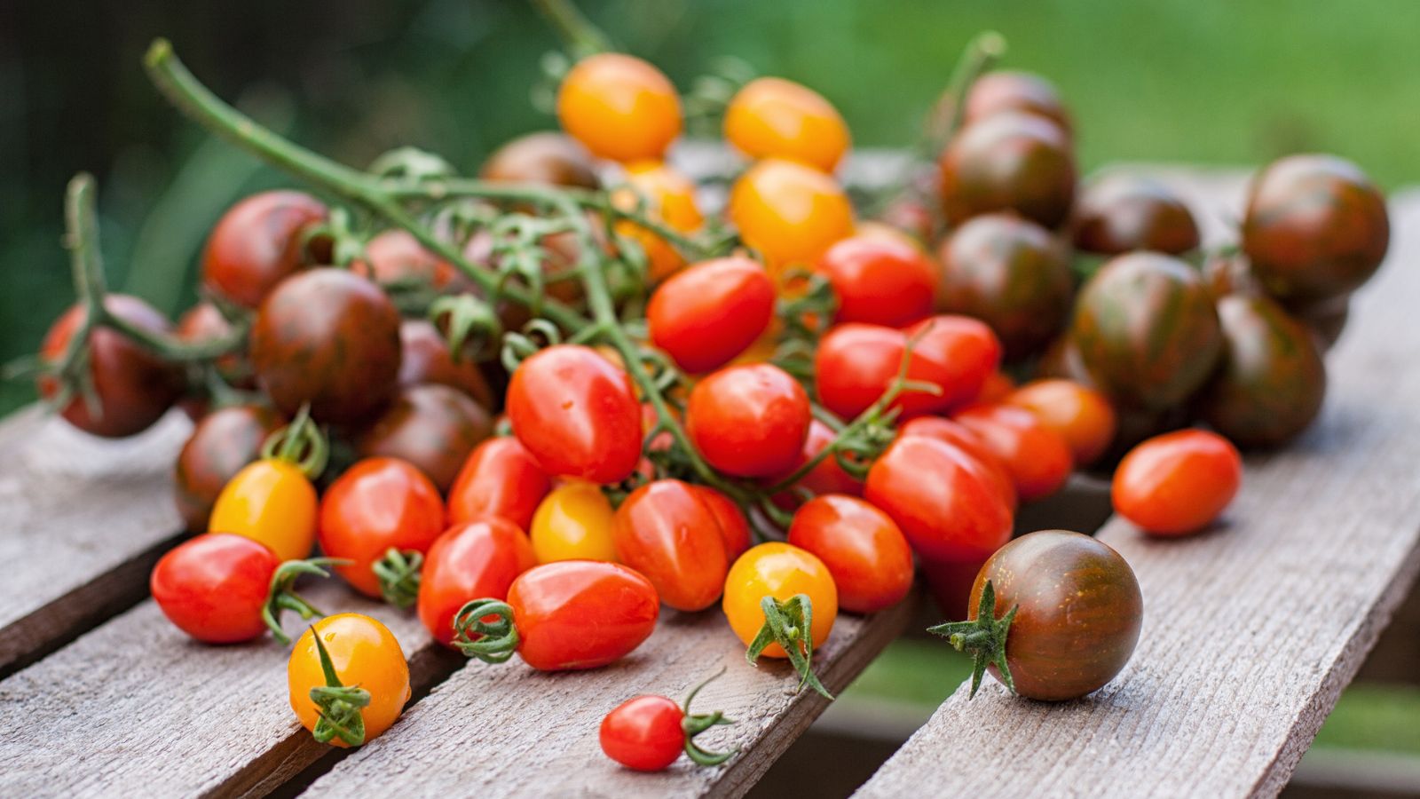 A close-up shot of a pile of freshly harvested round fruits, still attached to their vines, all showcasing small tomato varieties