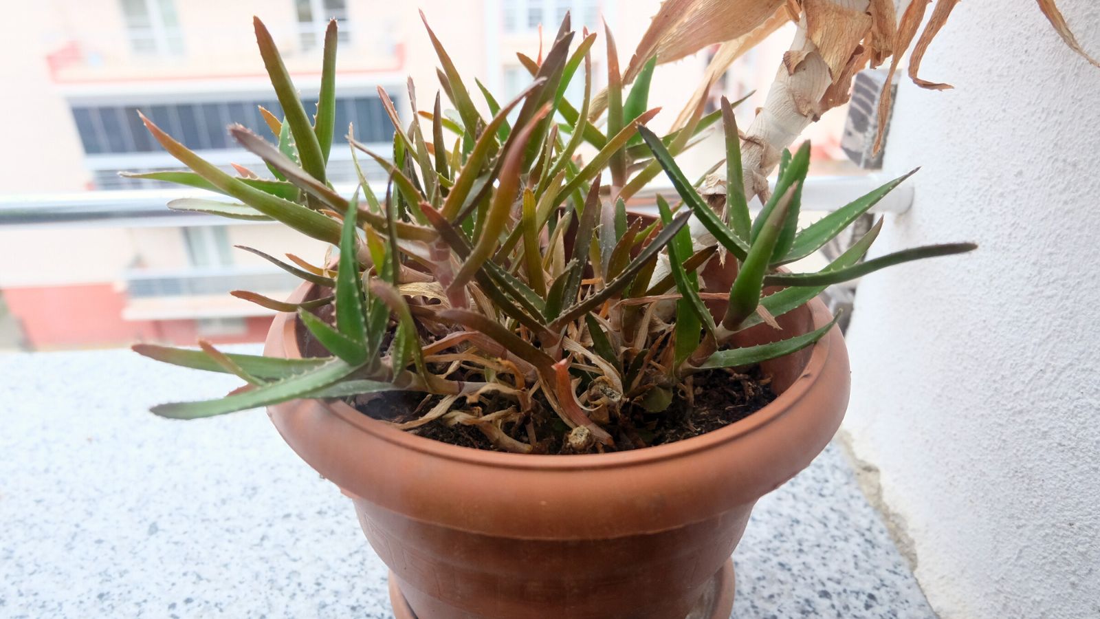 A close-up shot of a potted houseplant with browning tips and leaves that is showcasing aloe mistakes