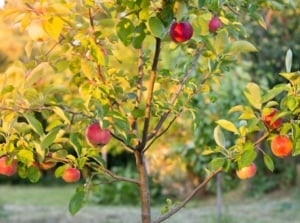 A close-up shot of a sapling of a fruit-bearing plant, showcasing its red and round fruits alongside green leaves on branches, highlighting the apple tree growth stages