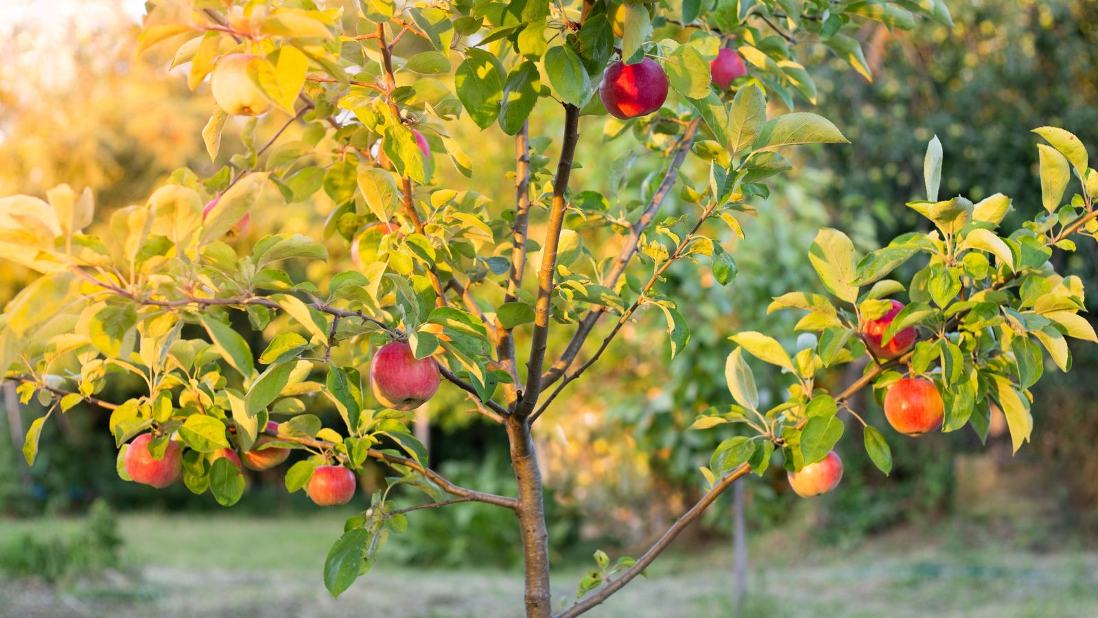 A close-up shot of a sapling of a fruit-bearing plant, showcasing its red and round fruits alongside green leaves on branches, highlighting the apple tree growth stages